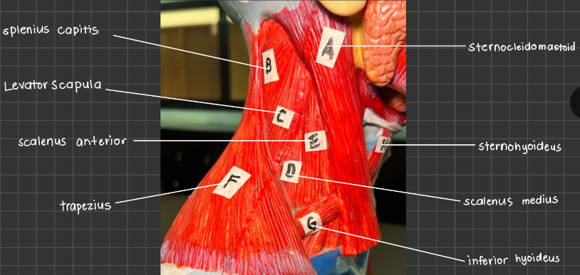added card