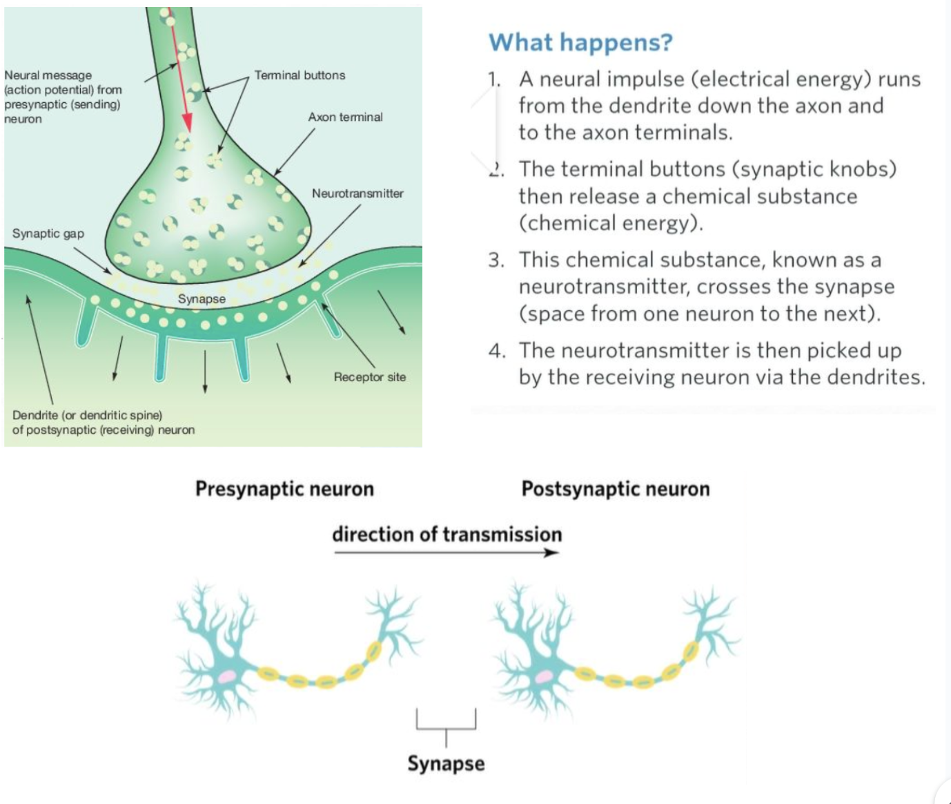Pre Synaptic Neuron Object The Nervous System | Flashcards