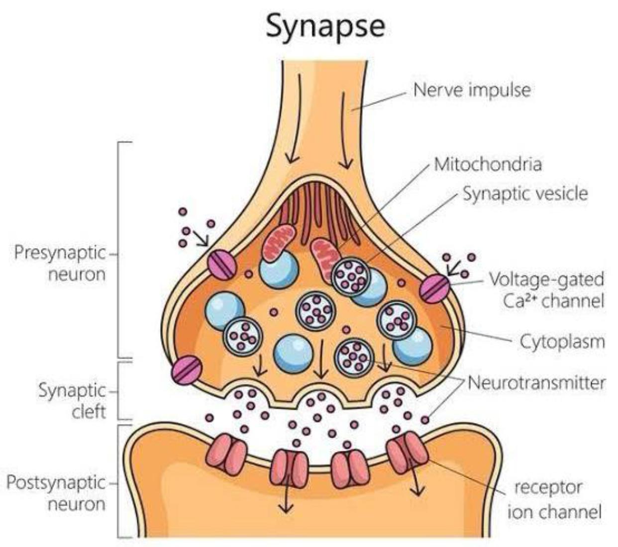 2 Synapse Neuromuscular Junction | Flashcards